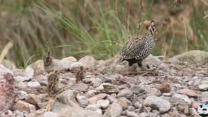 Плачущий перепел Монтезумы Cyrtonyx montezumae