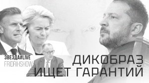 Дикобраз ищет гарантий