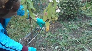 формирование гортензии из нескольких стволов