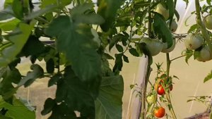 Переехала в деревню | спокойная жизнь в деревне на сев?