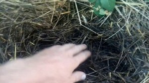 Картофель под мульчей 25 июня