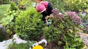 Как я ухаживаю за ландшафтом. Работа в саду в сентябре.