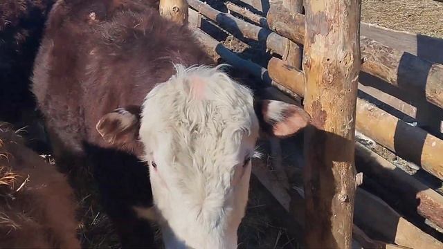 Быки герефорд на доращивание,племя.33 головы смотреть онлайн