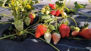 ЭЛОДИ. Ягода с изысканным малиново-черешневым вкусом!