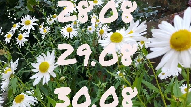 Лунный календарь для цветоводов с25.08-31.08.25г. смотреть онлайн