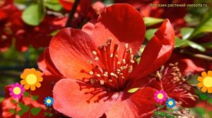 Айва японская Саржента. Краткий обзор, описание chaenomeles