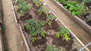 Первая подкормка томатов в теплице.