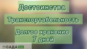 Крыжовник Родник характеристика и описание сорта
