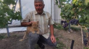 Огляд винограду, сорт Орда