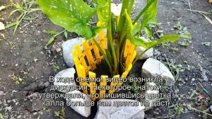 Срез цветоноса каллы ( уход за растением)