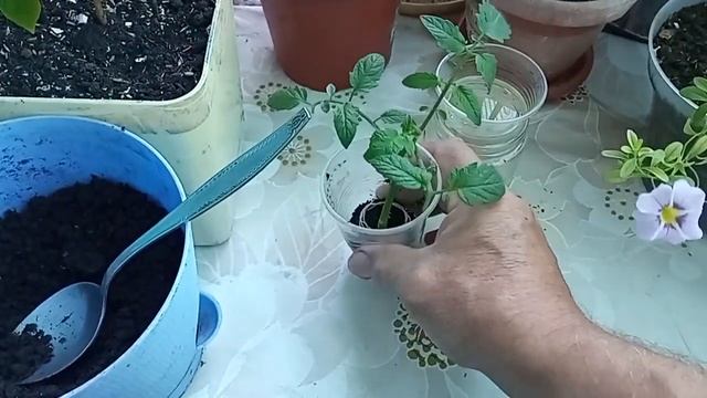 УКОРЕНИВШИЙСЯ ПАСЫНОК помидора пересаживаем в стакан смотреть онлайн