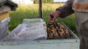 Пчеловодство - Подсадка маток, плодных и неплодных