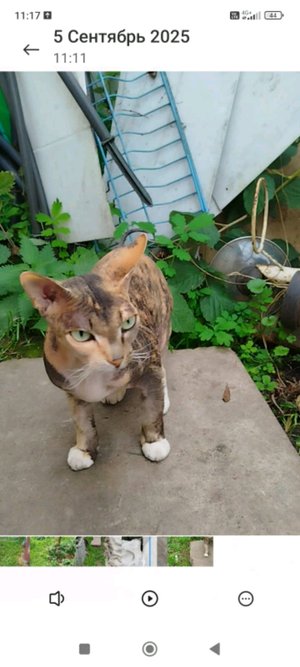 скибиди титан ,4 последняя часть