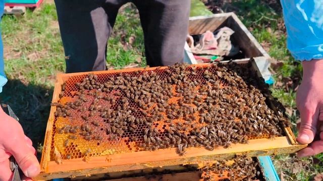 Сильная пчелосемья. Эстафета! 22.03.25 смотреть онлайн