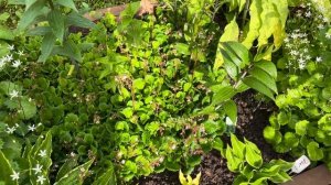 Хосты в начале сезона 2025