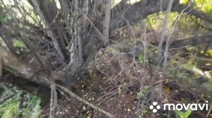 ПОРА ЛОВИТЬ ПЧЁЛ🐝 16.05.2025 #пчеловодство #bee #пасека #пче?