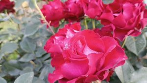 Роза Hommage a Barbara 🌹🌹🌹