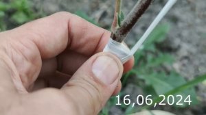 Прививка Яблони с Отгибанием Коры Привоя