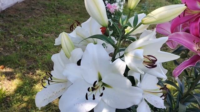 ОТ - ГИБРИДЫ В МОЁМ САДУ!!! ЛИЛЕЙНЫЕ ДЕРЕВЬЯ🌺 смотреть онлайн