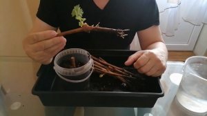 Очень быстро! 12 дней и черенок винограда дал корни.