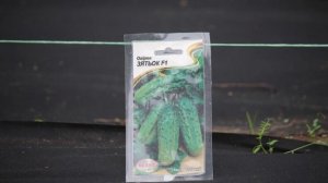 Семена огурцов Зятёк нк элит. От семян до урожая.