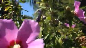 Цветёт гибискус- суданская роза