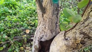 Осенняя обработка яблонь, заделка трещин и сгнивших д?