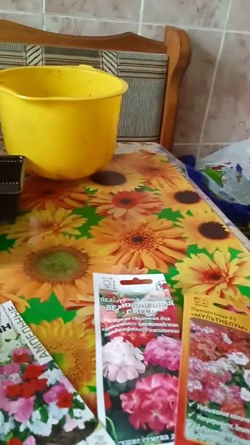 Комнатные растения из семян,Бальзамины и другие 30 окт? смотреть онлайн