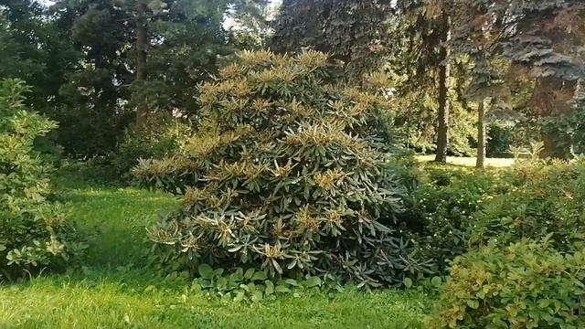 Рододендрон японский, Смирнова, даурский (Rhododendron japonicum смотреть онлайн