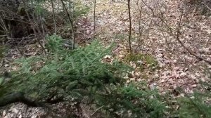 💥Пошли первые весенние грибы😀🍄поход в лес🌲 Могил?