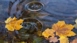 ВИДЕО В БУКВАХ. Осень.