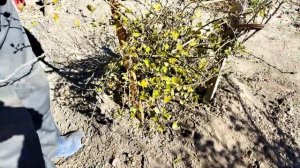 Колышки ракета