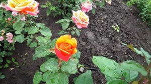 РОЗЫ! ПЕРВОЕ ЦВЕТЕНИЕ! 12 МИНУТ РЕЛАКСА!!!!!