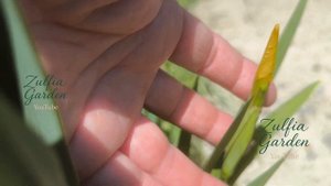 Болотный Ирис, цветение продолжается 👏👏👏