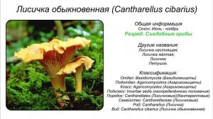 ГРИБЫ ВЁШЕНКИ И ЛИСИЧКИ ВИДЫ