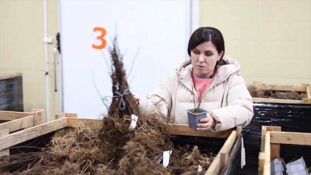 Метельчатая ГОРТЕНЗИЯ. Саженцы ОКС смотреть онлайн