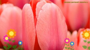 Тюльпан дарвин Пинк Импрэшн. Краткий обзор, описание х
