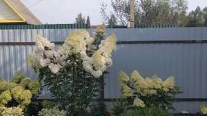 Обзор метельчатой Гортензии Граффити (Graffiti)