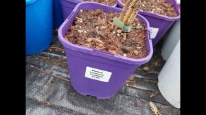 Глициния. Новые и старые морозостойкие сорта. Как выгл