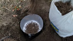Посадка голубики осенью в контейнер.