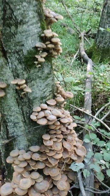 Осенние опята в осеннем лесу. смотреть онлайн