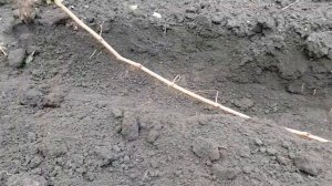 Размножение винограда отводком