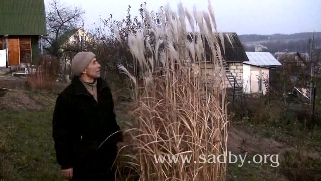 Осенняя красота: Ковыль - жемчужина полей смотреть онлайн