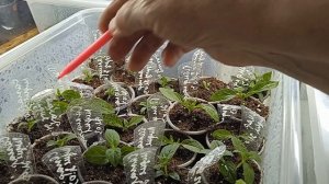 ПОСАДКА СЕМЯН ДАУРСКОГО ПРОСТРЕЛА. !!ОБЗОР ЧЕРЕНКОВ МЕ