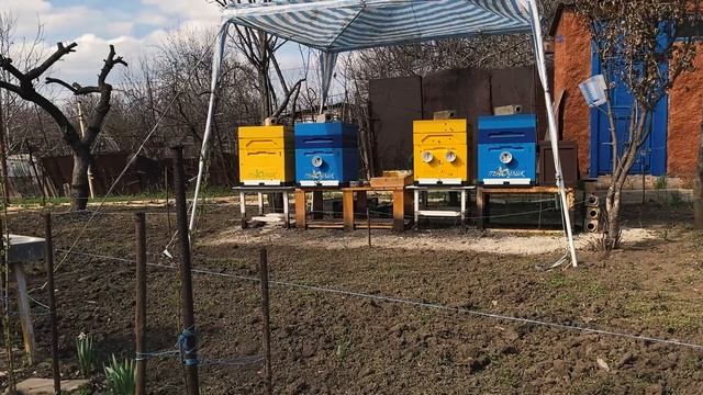 Метод Блинова не решает! Пасека с нуля смотреть онлайн