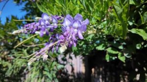 Сентябрь.Южный сад.