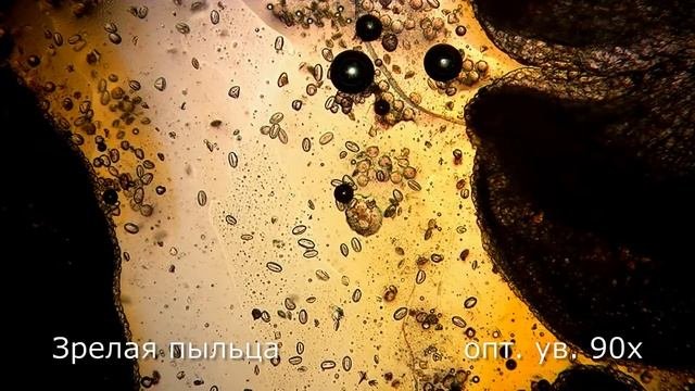 Пыльник розы под микроскопом (anthera)