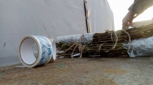 Как подготовить и отправить по почте черенки плодовых