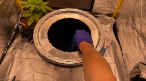 Тренировка конопли, Метод Мейн Лайнинг(Main Lining) Как дел?