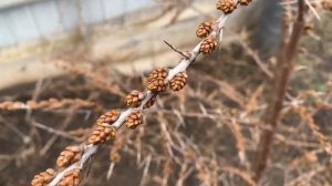 Облепиха. Мальчик или девочка? Как  отличить?